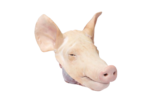 PIg Head